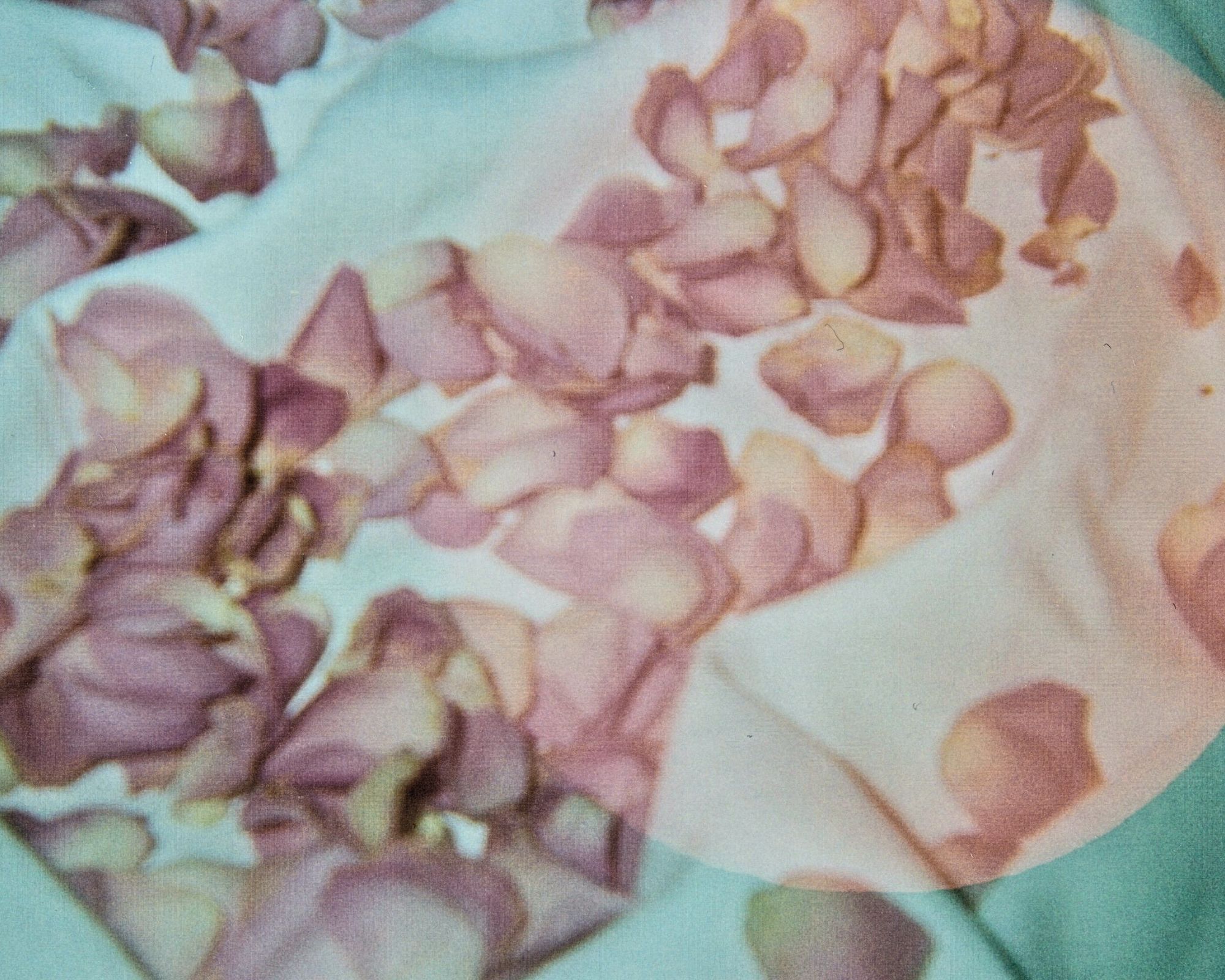 Rose1