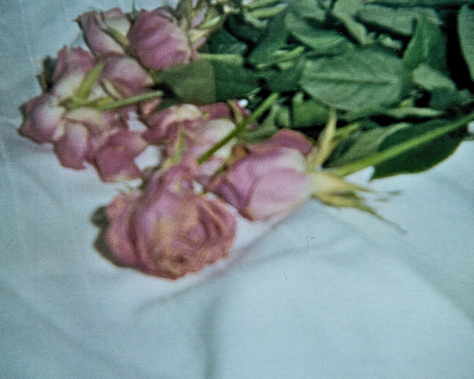 Rose2