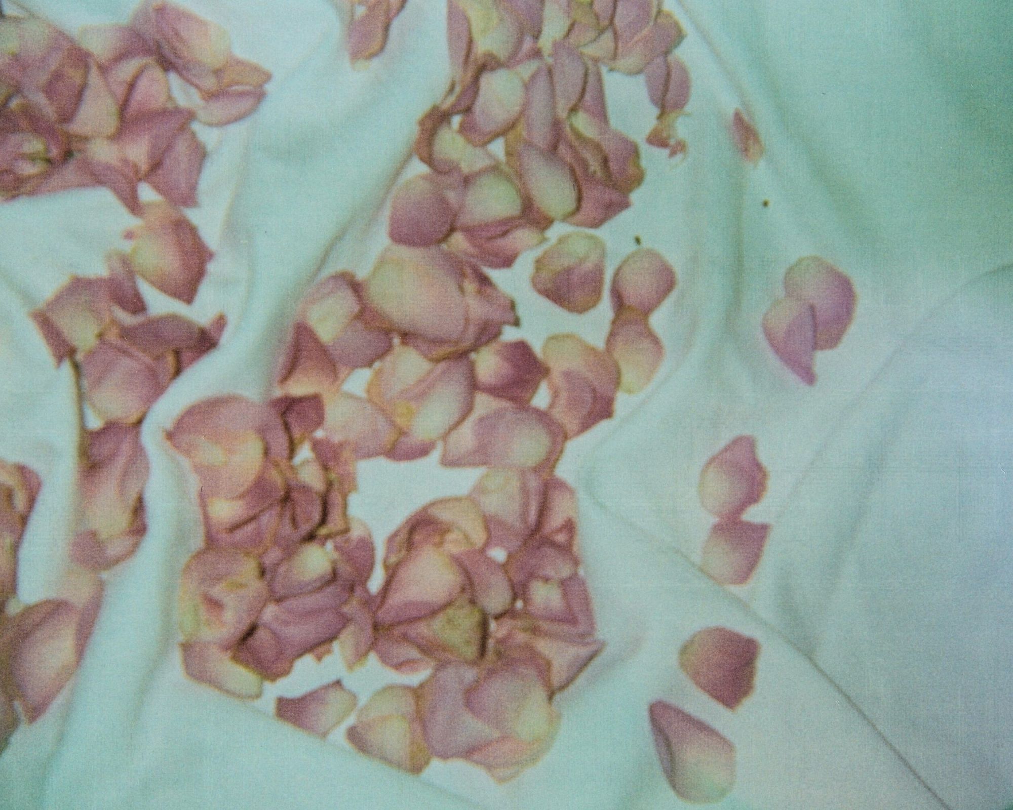 Rose3