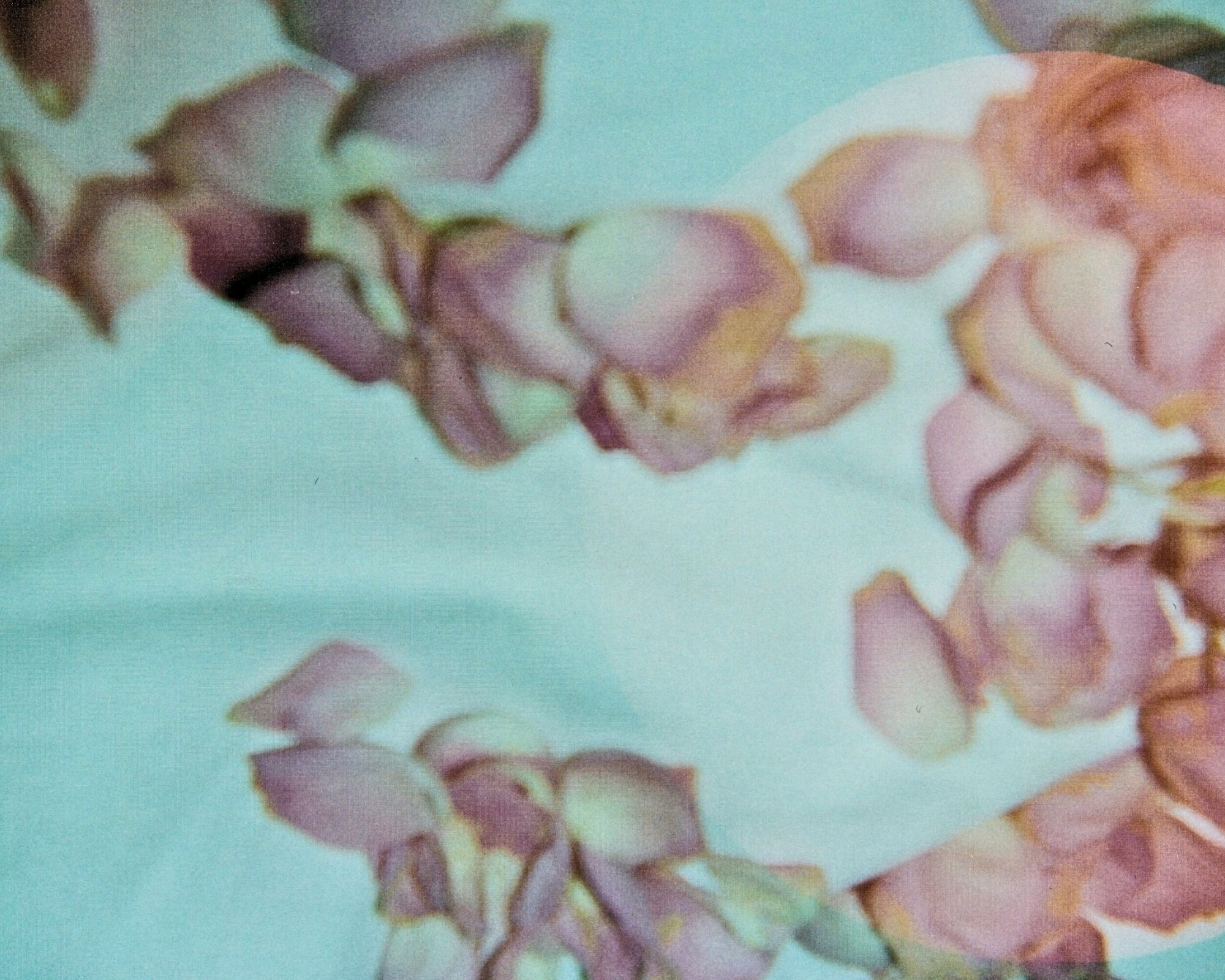 Rose4