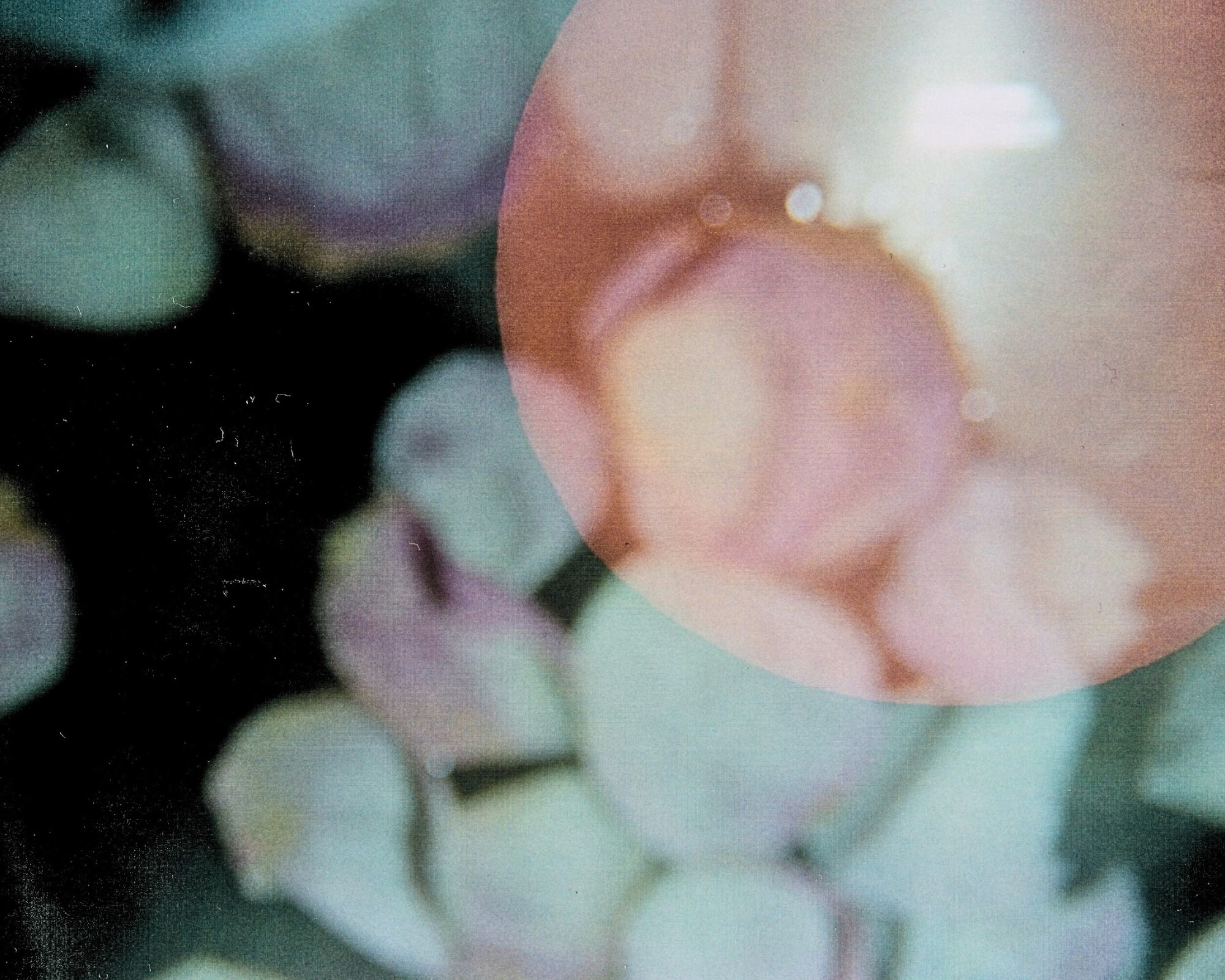 Rose5