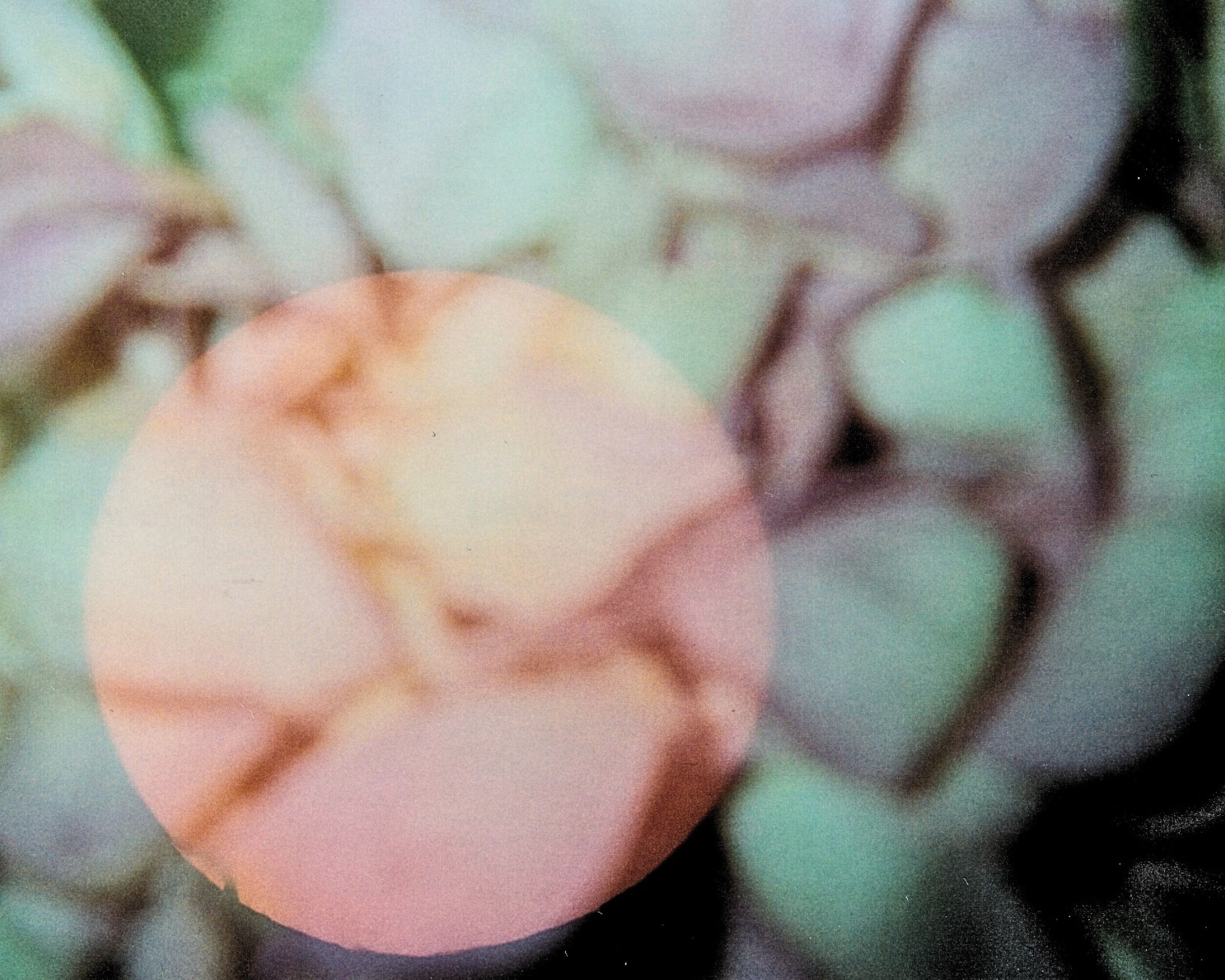 Rose6