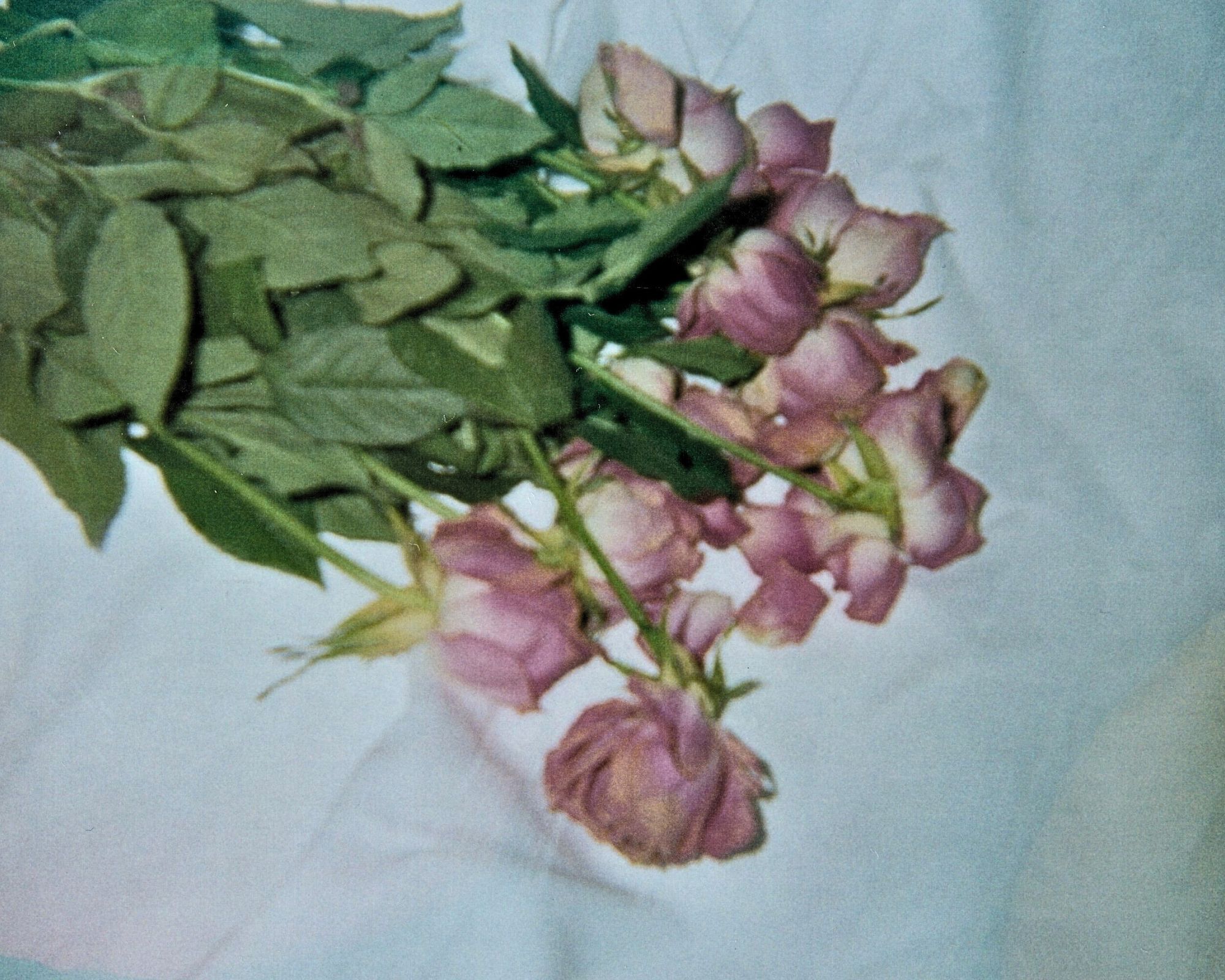 Rose7