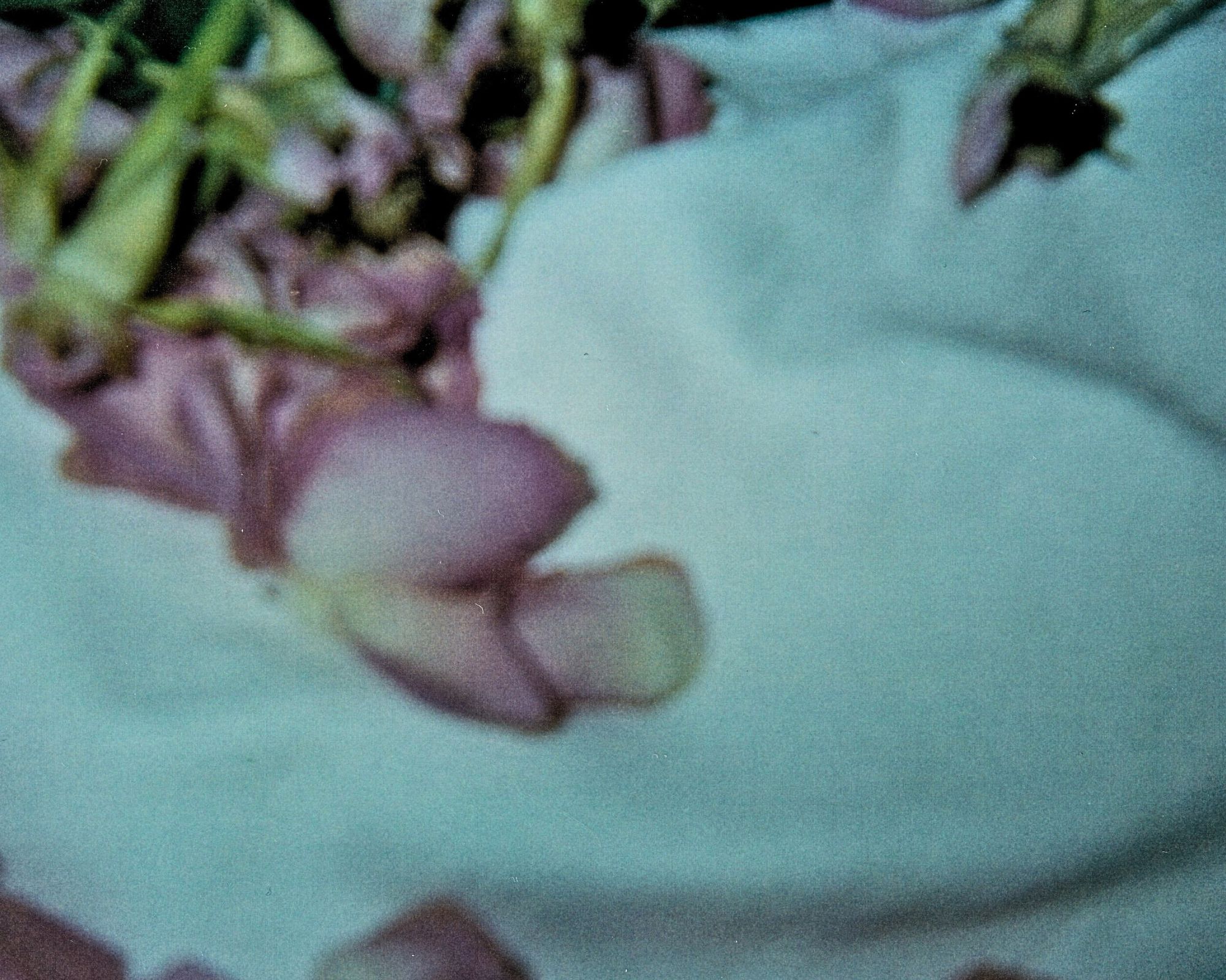 Rose8